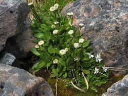 Image of <i>Craspedia <i>uniflora</i></i> var. uniflora