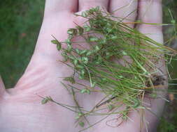 Image of Sedge