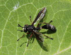 Image of Physocephala furcillata (Williston 1882)