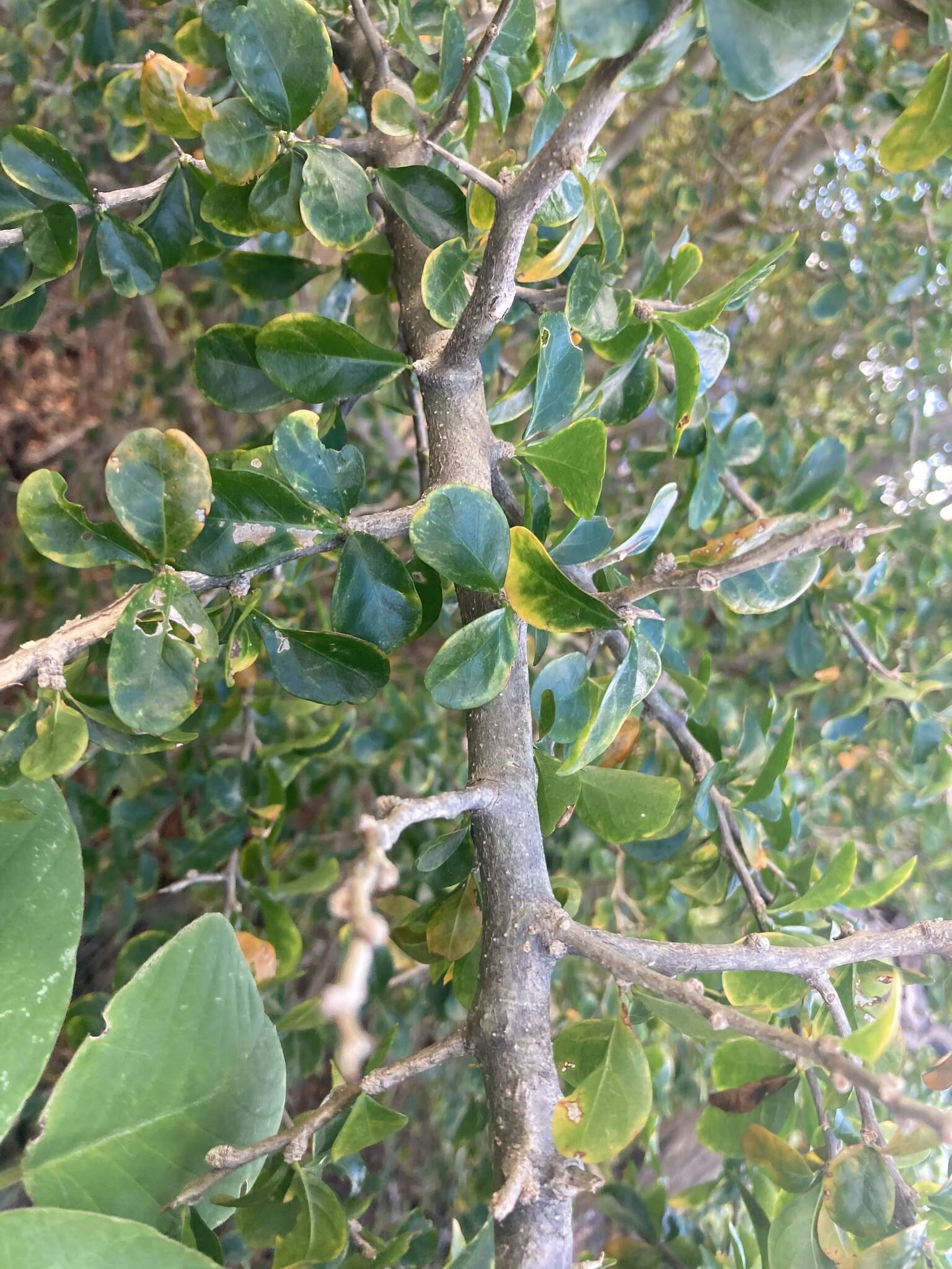 Image of wild lime