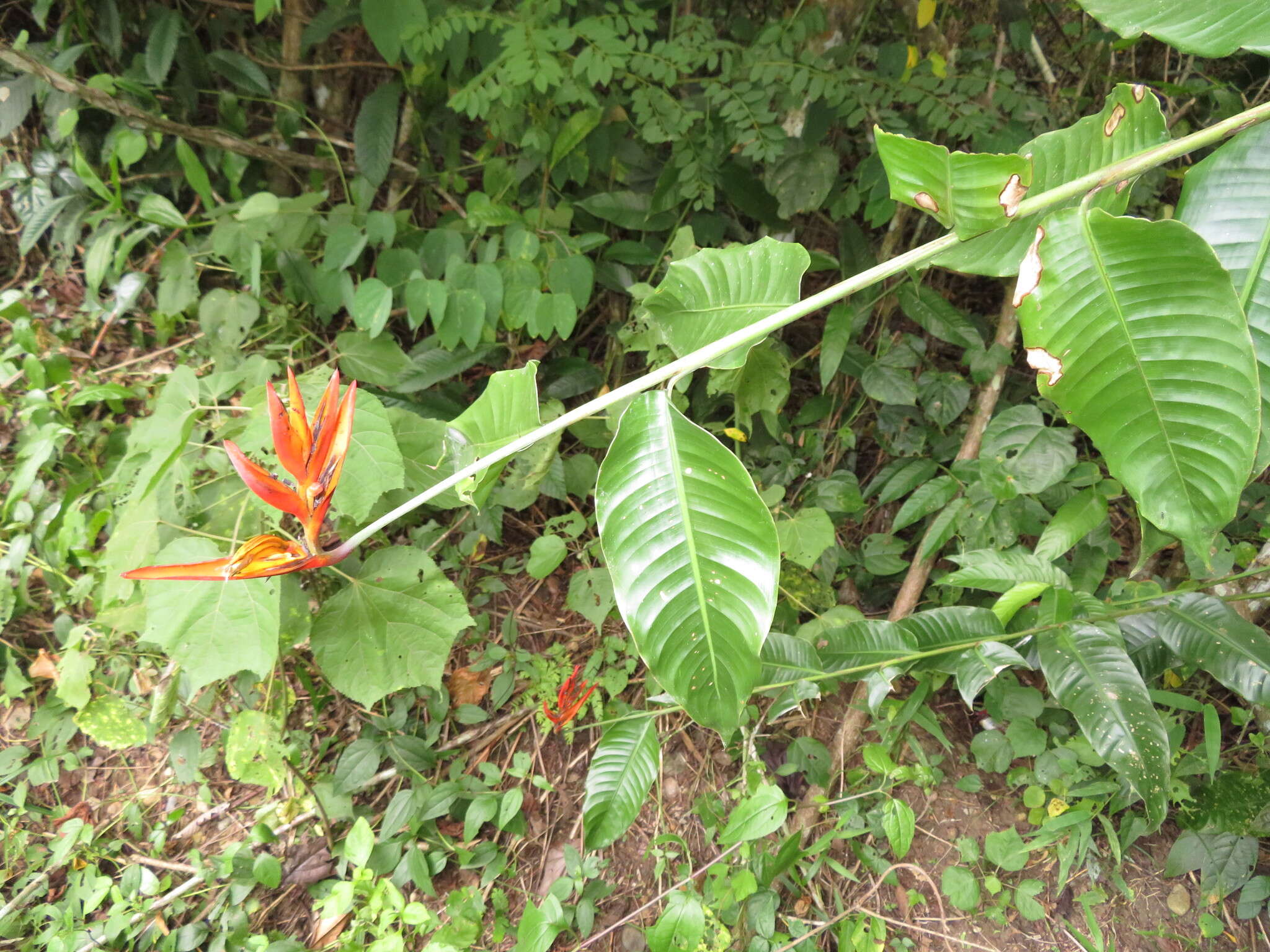 Image of Heliconia hirsuta L. fil.