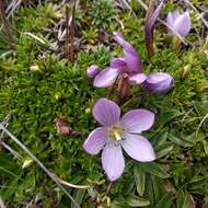 Imagem de Gentianella cerastioides (Kunth) Fabris