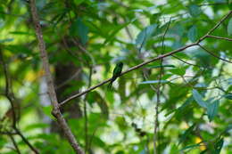 Image of Golden-crowned Emerald