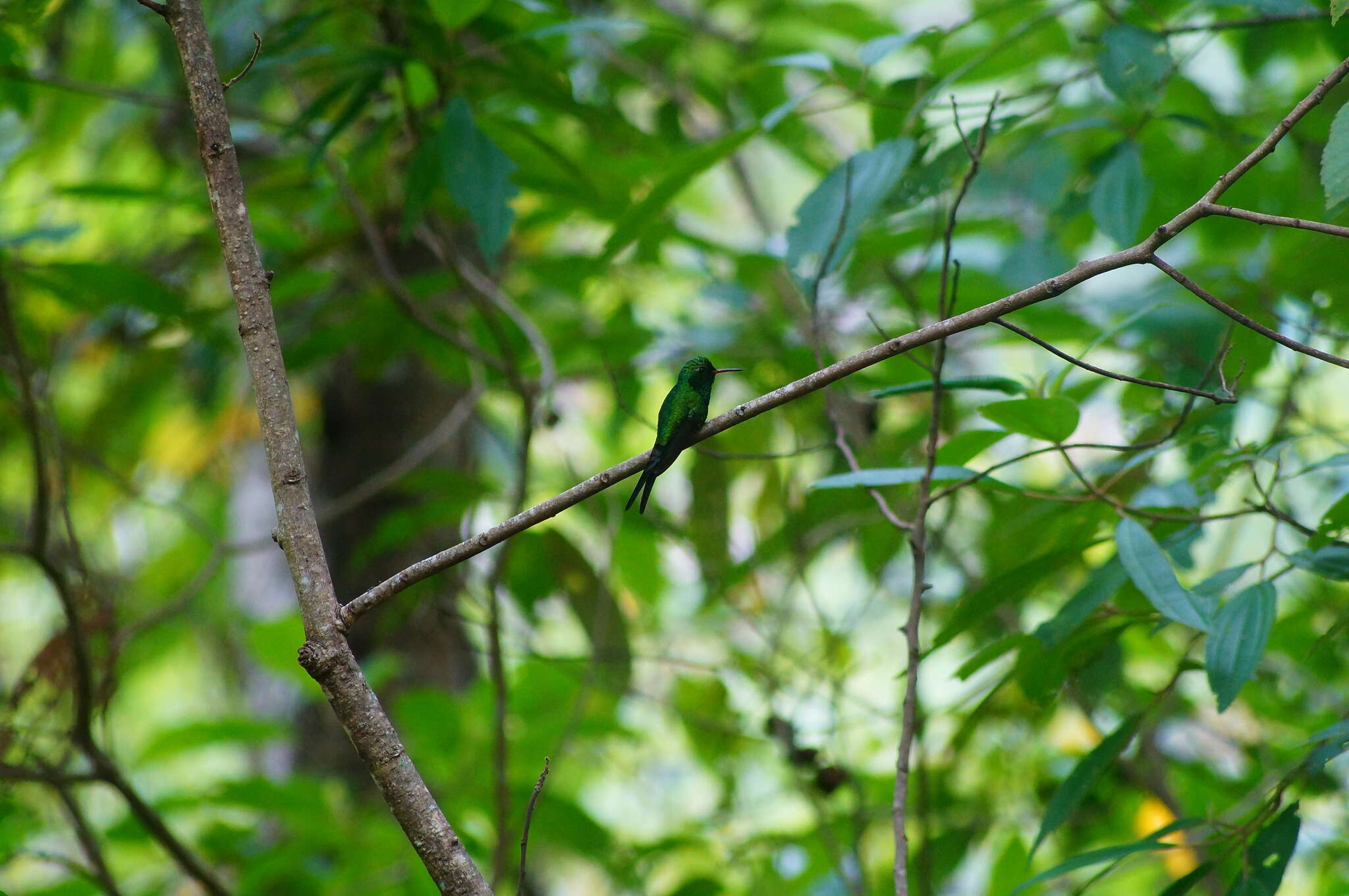 Image of Golden-crowned Emerald