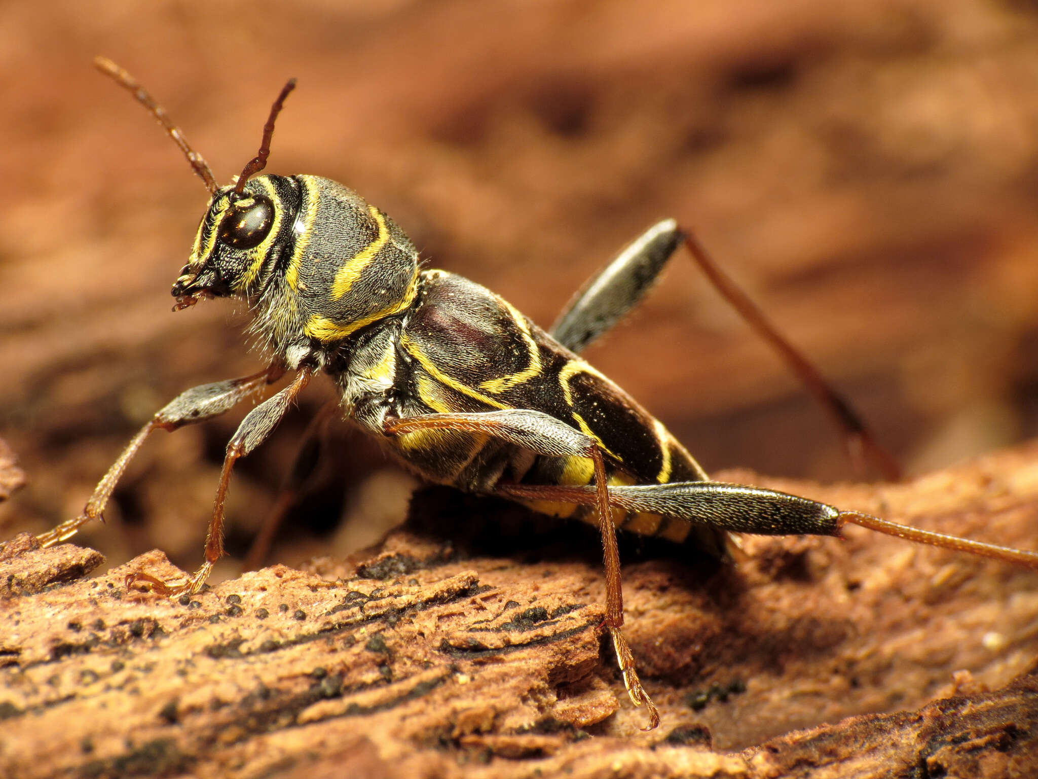 Image of Neoclytus scutellaris (Olivier 1790)