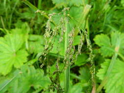 Image of Tall Manna Grass