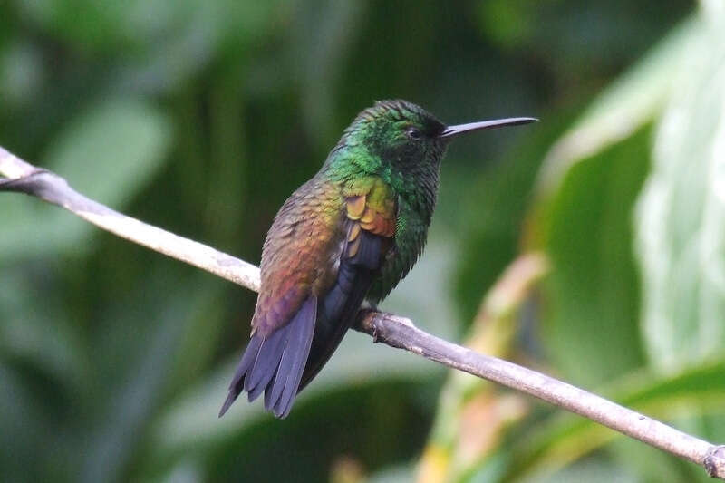 Image of Copper-rumped Hummingbird