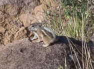 Image of white-tailed antelope squirrel