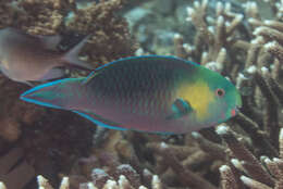 Image of Greensnout parrotfish