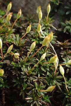 Слика од Pogonatum aloides Palisot de Beauvois 1805