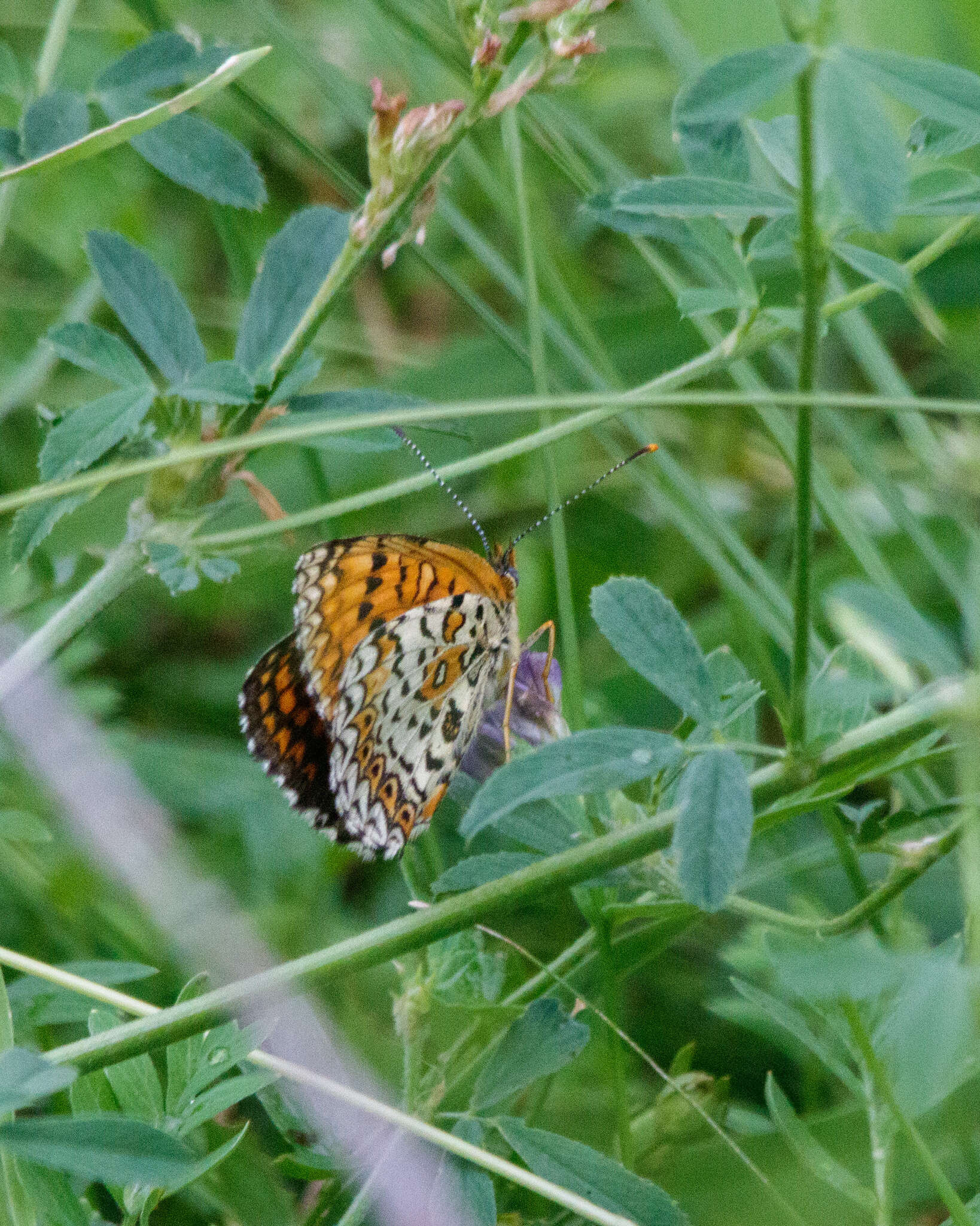 Image of Melitaea arduinna Esper 1783