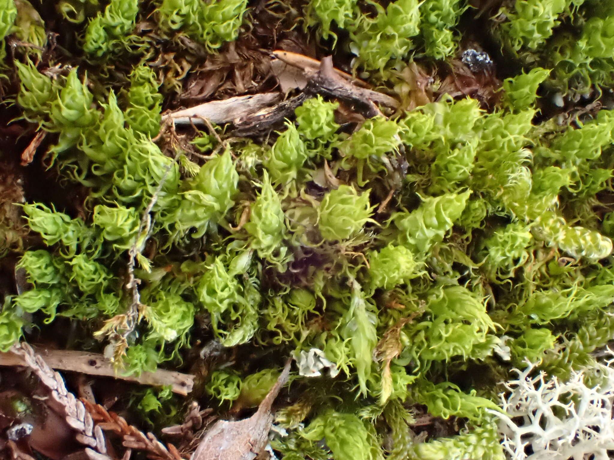 Image of dicranum moss