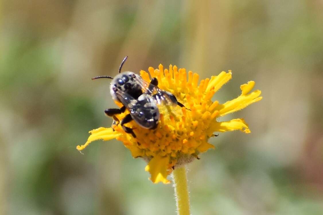 Image of Ericrocis lata (Cresson 1879)