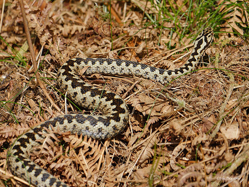 Image of Vipera berus berus (Linnaeus 1758)