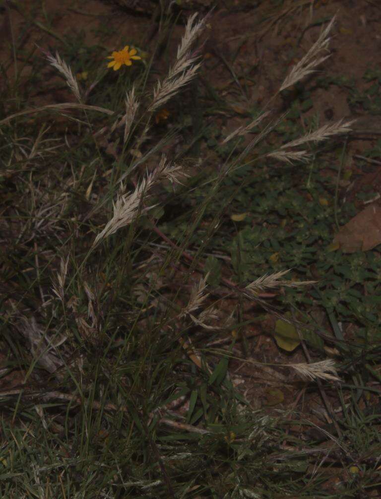 Image of shortleaf woollygrass