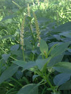 Image of Mexican pokeweed