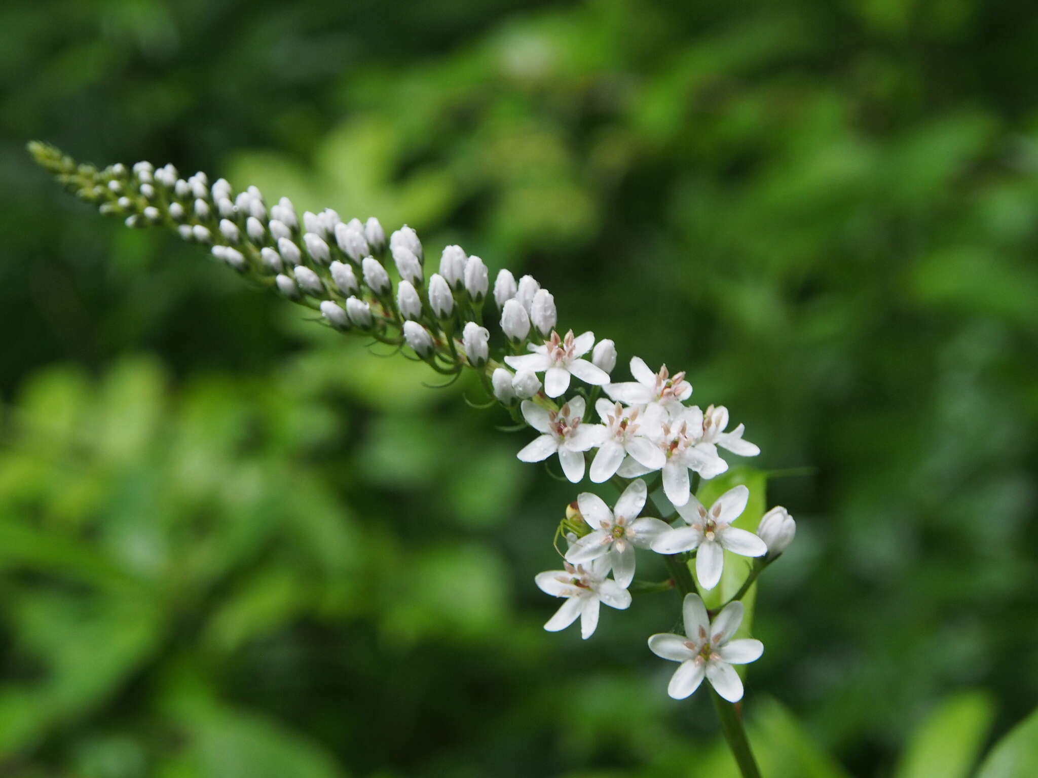 Image of gooseneck yellow loosestrife