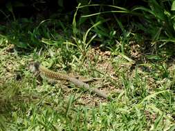 Image of Giant Whiptail
