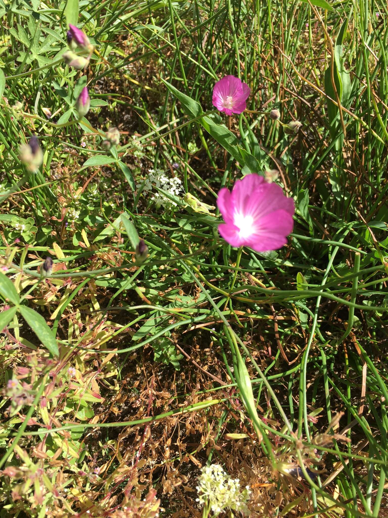 Image of waxy checkerbloom