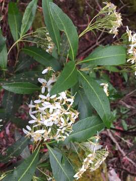 Olearia viscosa (Labill.) Benth. resmi