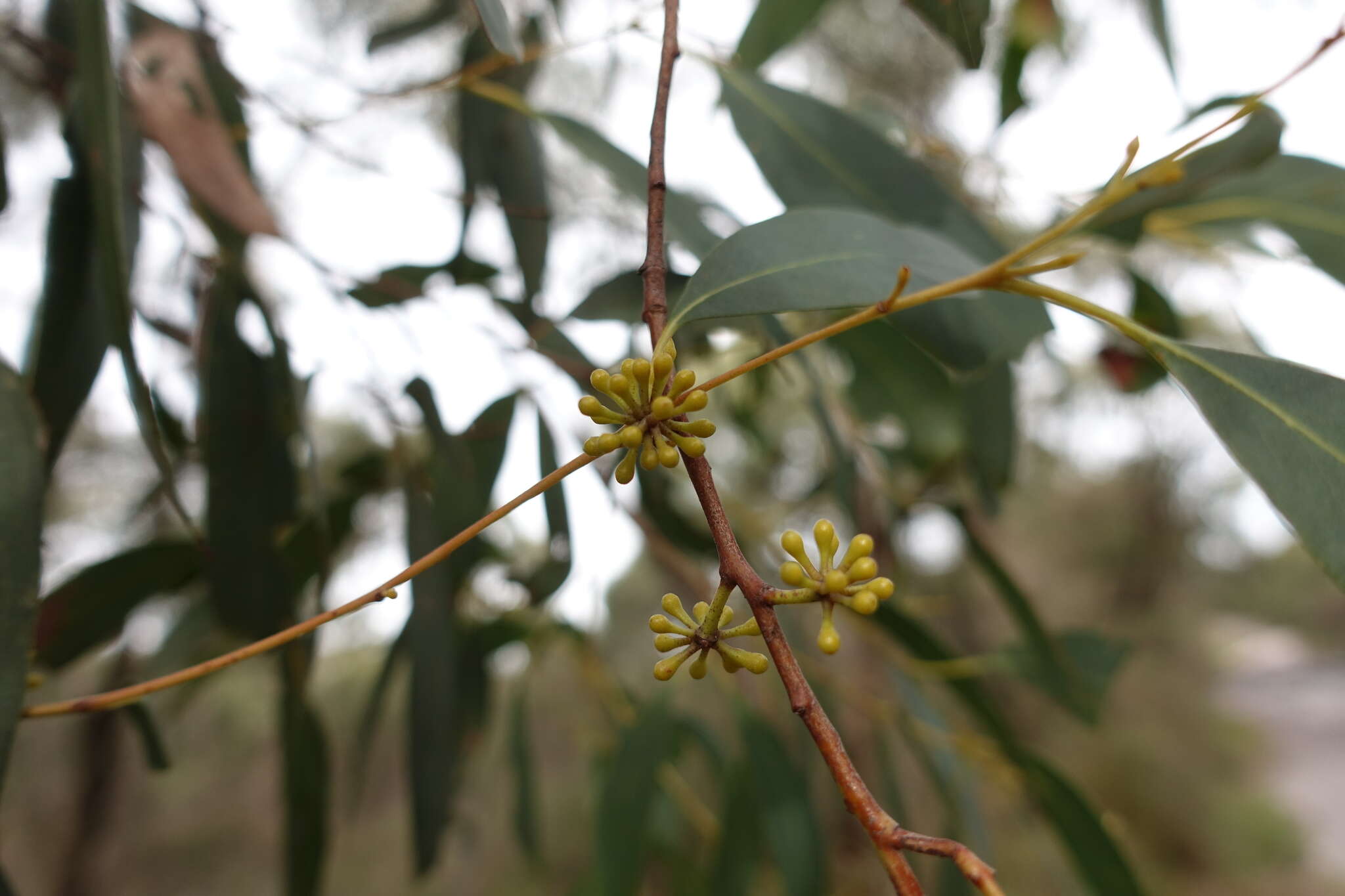 Image of Eucalyptus willisii P. Y. Ladiges, C. J. Humphries & M. I. H. Brooker