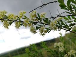 Image of Spiraea crenata L.