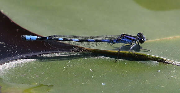 Image of Little Bluet