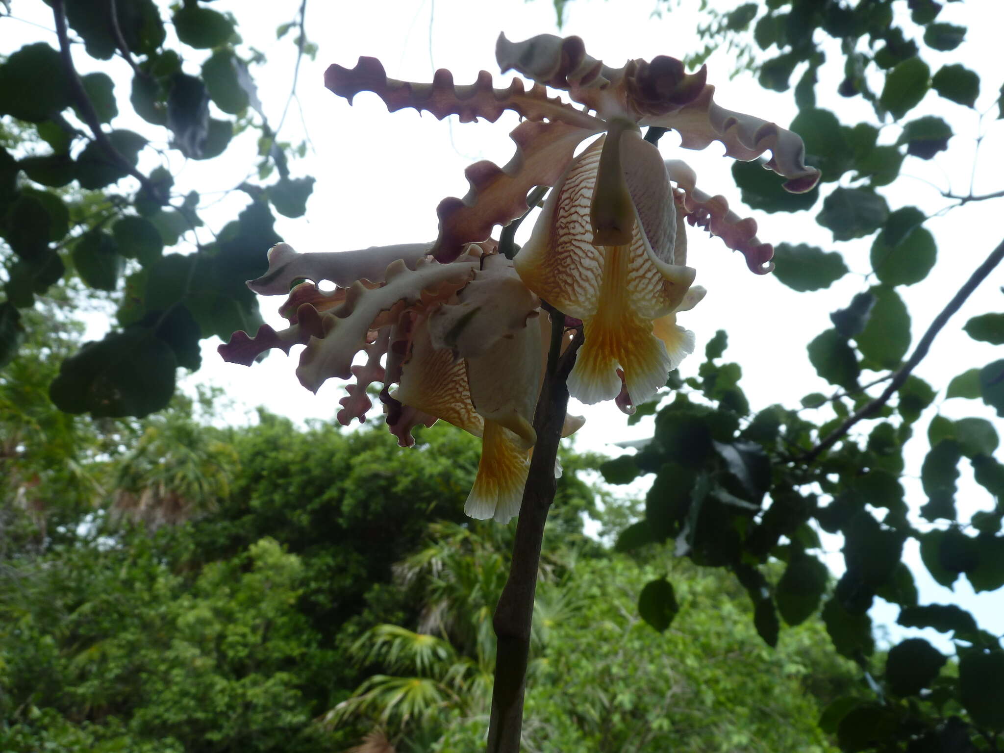 Image of Myrmecophila christinae Carnevali & Gómez-Juárez