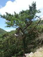 Image of Luchu Pine