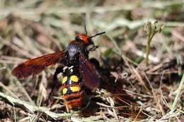 Image de Megascolia maculata (Drury 1773)