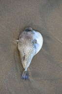 Image of Gangetic pufferfish