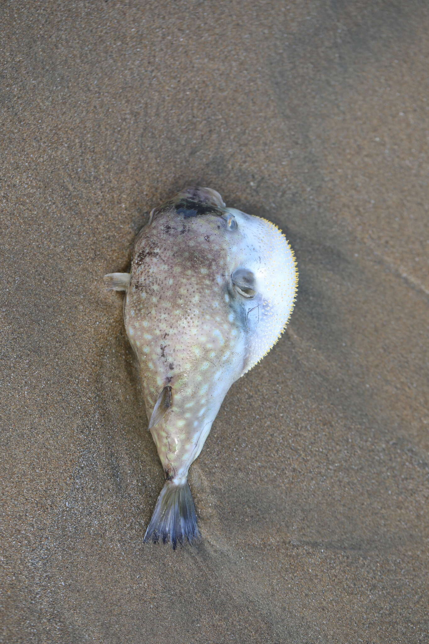 Image of Gangetic pufferfish