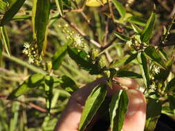 Image of Bonpland's croton