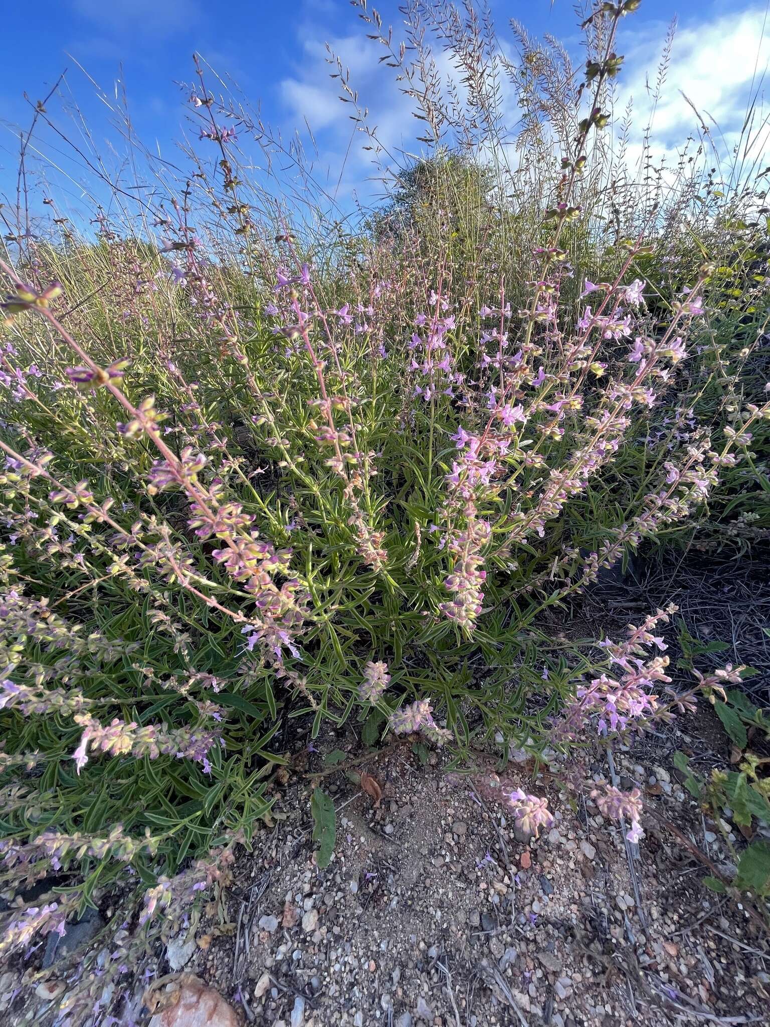 Imagem de Syncolostemon canescens (Gürke) D. F. Otieno