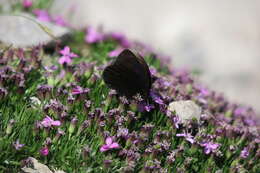 Erebia pluto De Prunner 1798 resmi