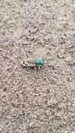 Image of Colorado Dune Tiger Beetle