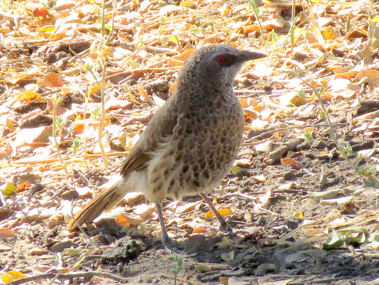 Image of Turdoides hartlaubii hartlaubii (Barboza du Bocage 1868)