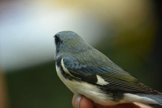 Image of Black-throated Blue Warbler