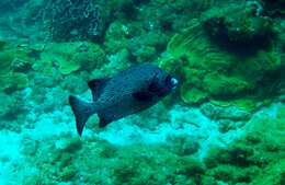 Image of Rock porgy