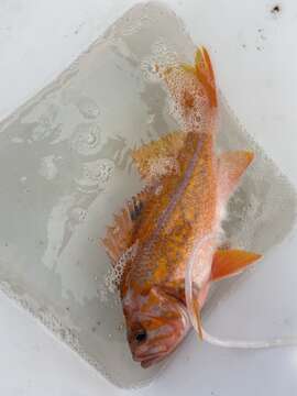 Image of Canary rockfish