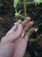 Image of Eulophia plantaginea (Thouars) Rolfe ex Hochr.