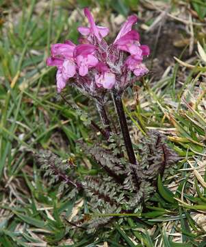 Image of pink lousewort