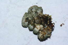 Image of Pannaria fulvescens (Mont.) Nyl.