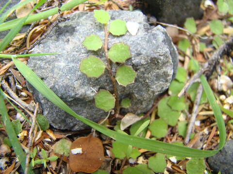 Imagem de Lobelia angulata G. Forst.