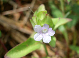 صورة Ruellia costaricensis (Oerst.) E. A. Tripp & Mc Dade