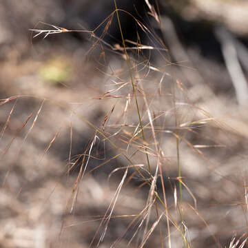 Image of Austrostipa platychaeta (Hughes) S. W. L. Jacobs & J. Everett