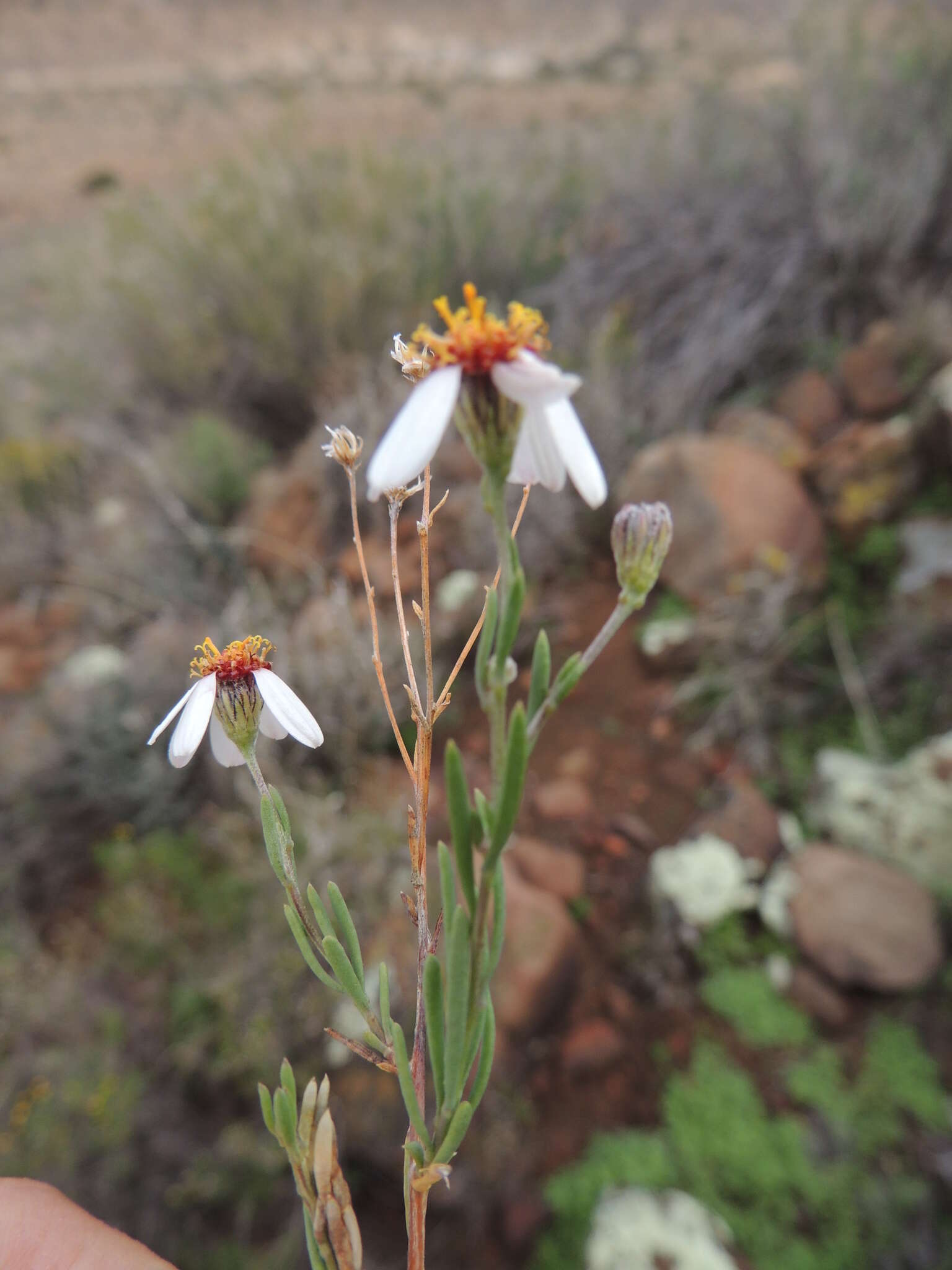 Image of Phymaspermum parvifolium (DC.) Benth. & Hook. fil.