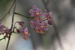 Слика од Trichocentrum cosymbephorum (C. Morren) R. Jiménez & Carnevali