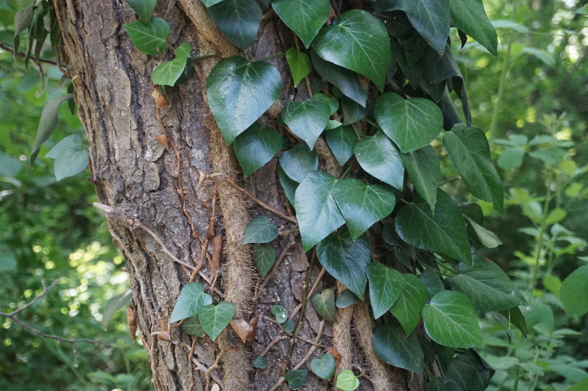 Image de Hedera pastuchovii Woronow