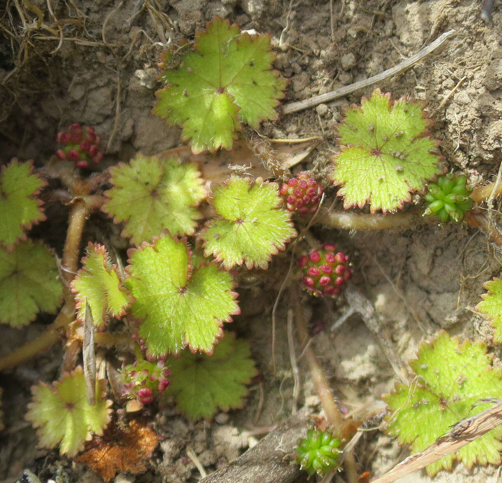 Imagem de Hydrocotyle moschata G. Forster